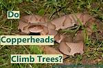 Do Copperheads Climb Trees?