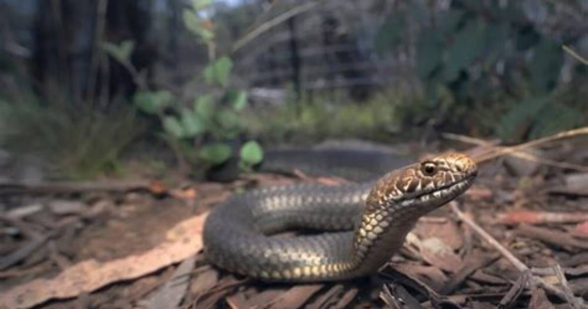 Do Copperheads Lay Eggs?