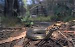 Do Copperheads Lay Eggs?