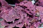 Do Corals Need Coralline Algae?