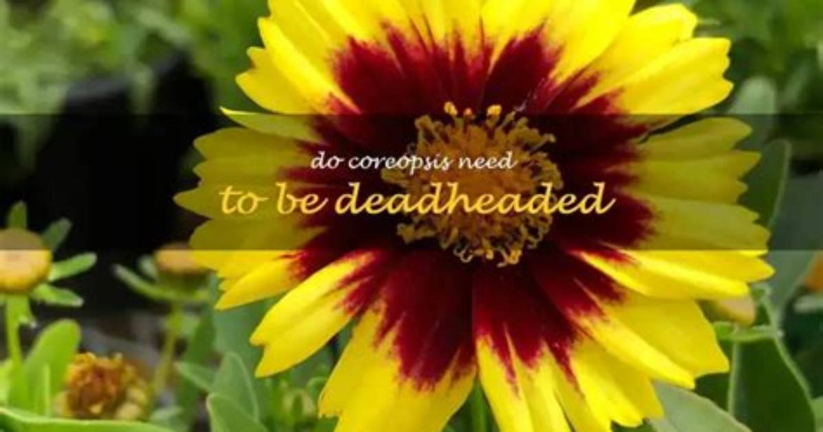 Do Coreopsis Need Deadheading?