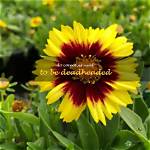 Do Coreopsis Need Deadheading?