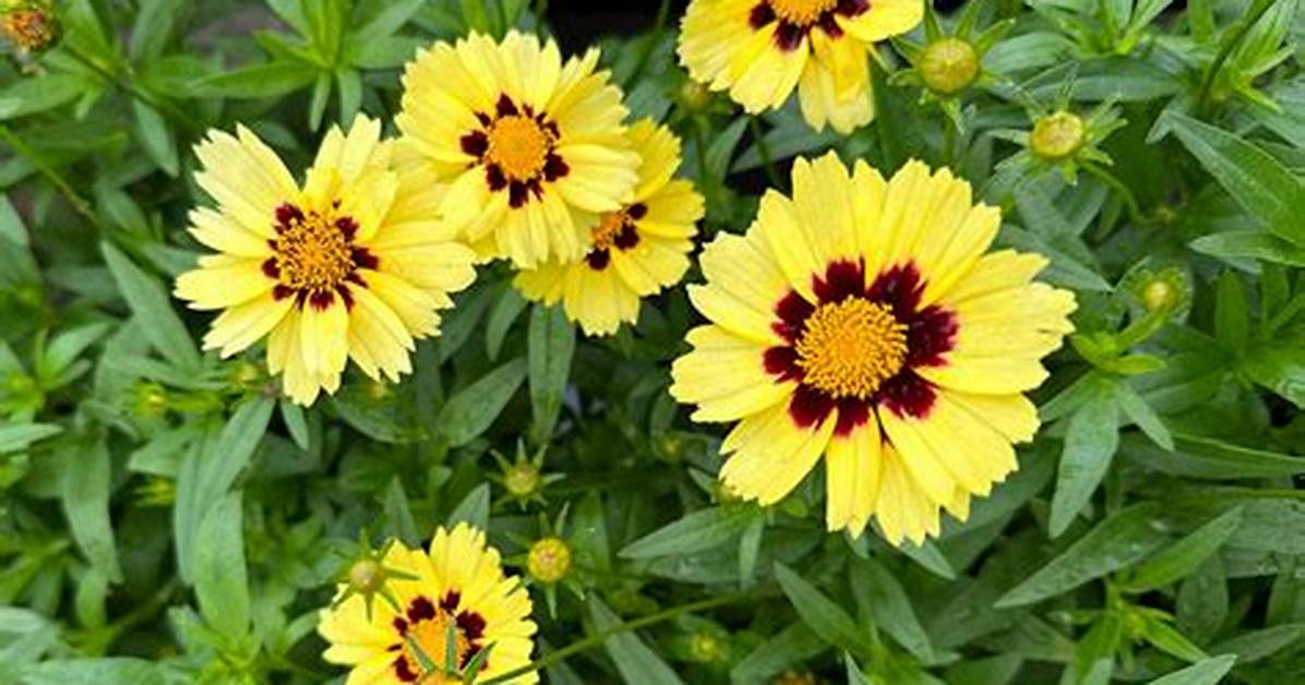 Do Coreopsis Plants Spread