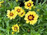 Do Coreopsis Plants Spread