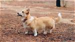 Do Corgis Have Dwarfism?