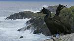 Do Cormorants Migrate Uk?