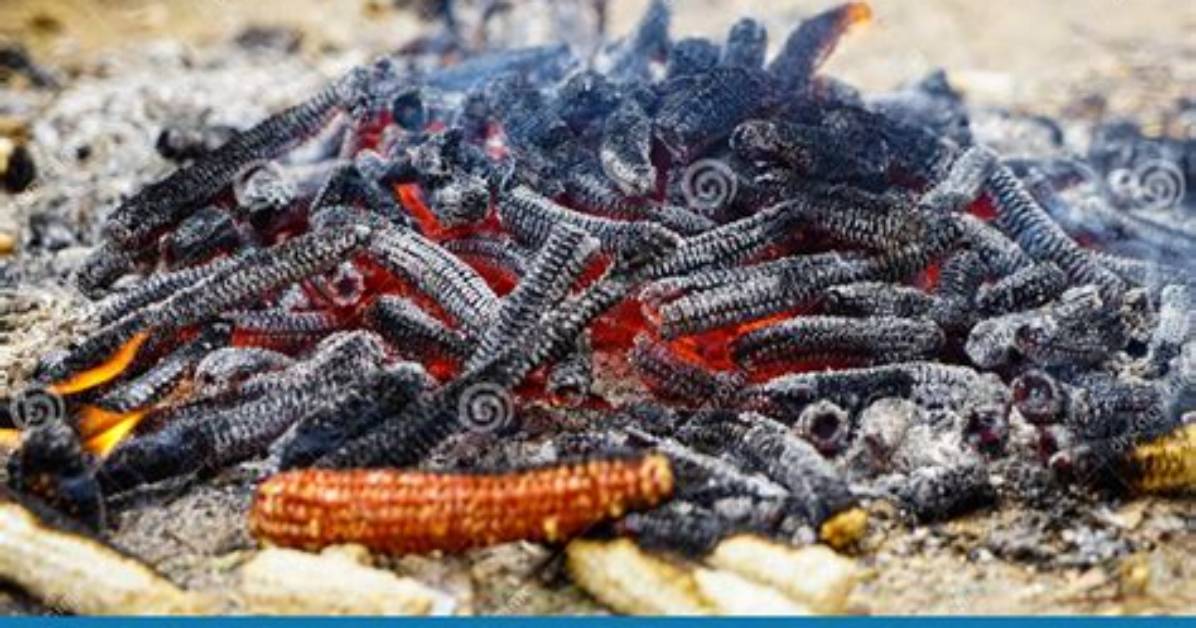 Do Corn Cobs Burn? | Contextresponse. Com