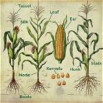 Do Corn Have Petioles?