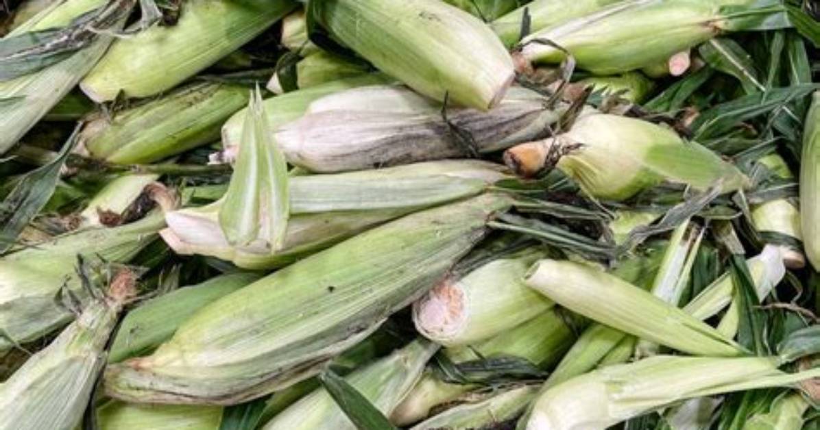 Do Corn Husks Burn?