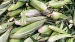 Do Corn Husks Burn?
