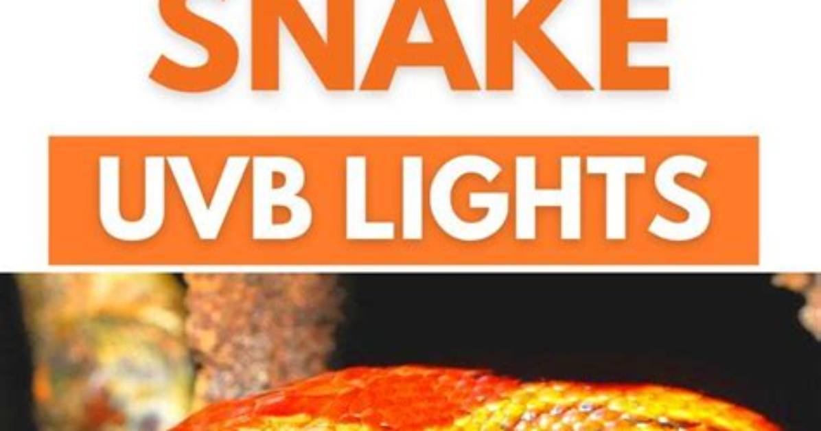 Do Corn Snakes Need Light?