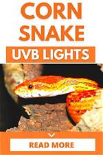 Do Corn Snakes Need Light?
