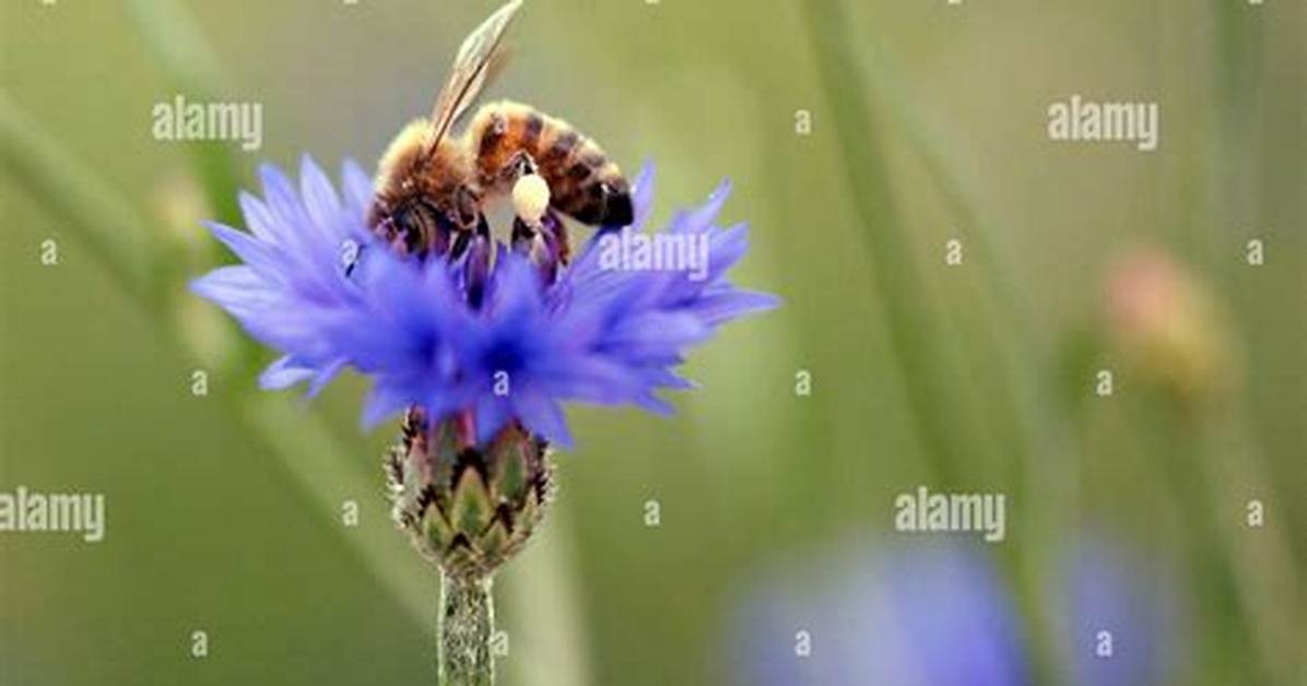 Do Cornflowers Attract Bees?