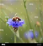 Do Cornflowers Attract Bees?