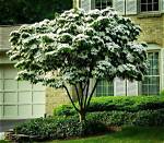 Do Cornus Like Shade?