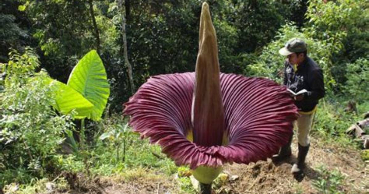 Do Corpse Flowers Stink?