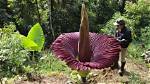 Do Corpse Flowers Stink?