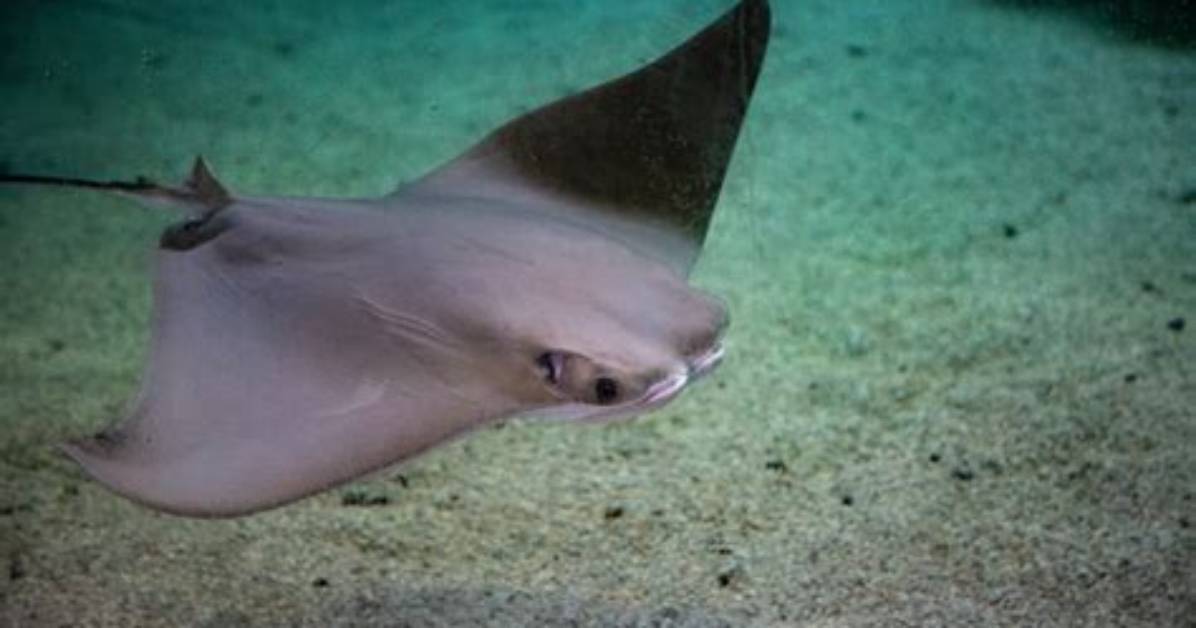 Do Cownose Rays Sting?