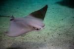 Do Cownose Rays Sting?