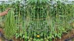 Do Cowpeas Need Support