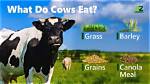 Do Cows Eat Meat?