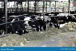 Do Cows Eat Straw?