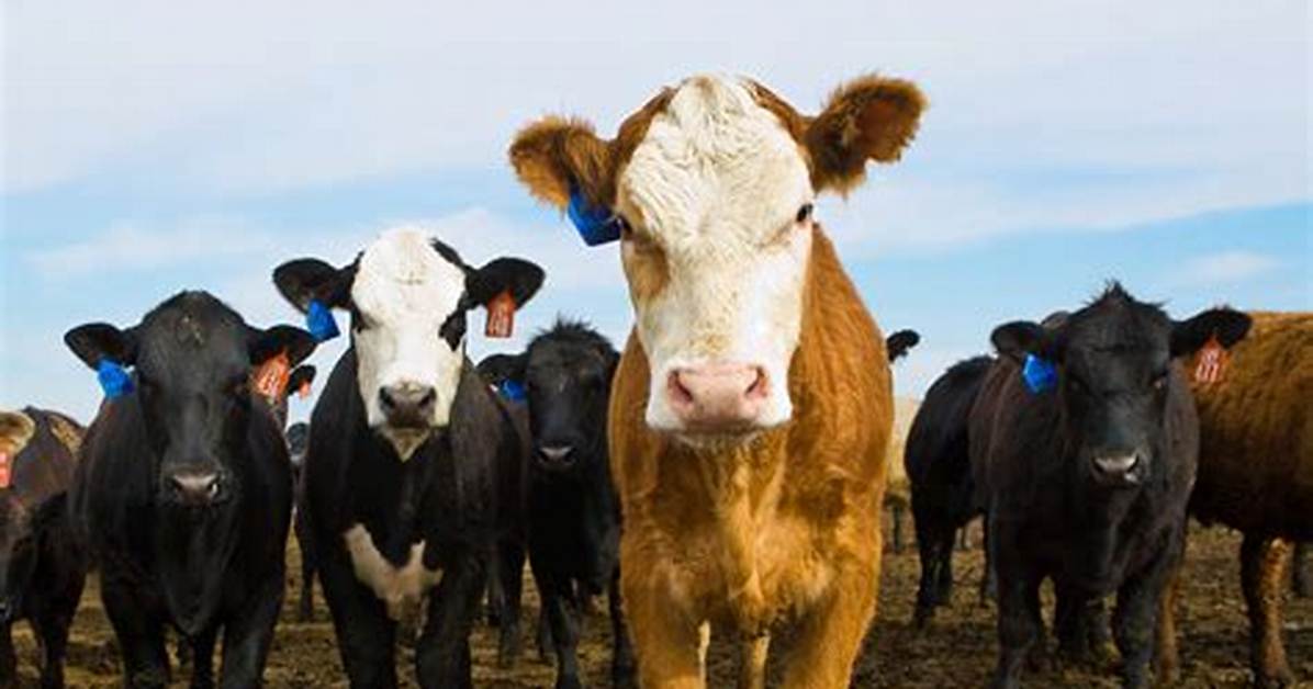 Do Cows Get Fed Corn?