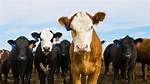 Do Cows Get Fed Corn?