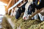 Do Cows Get Fed Meat?