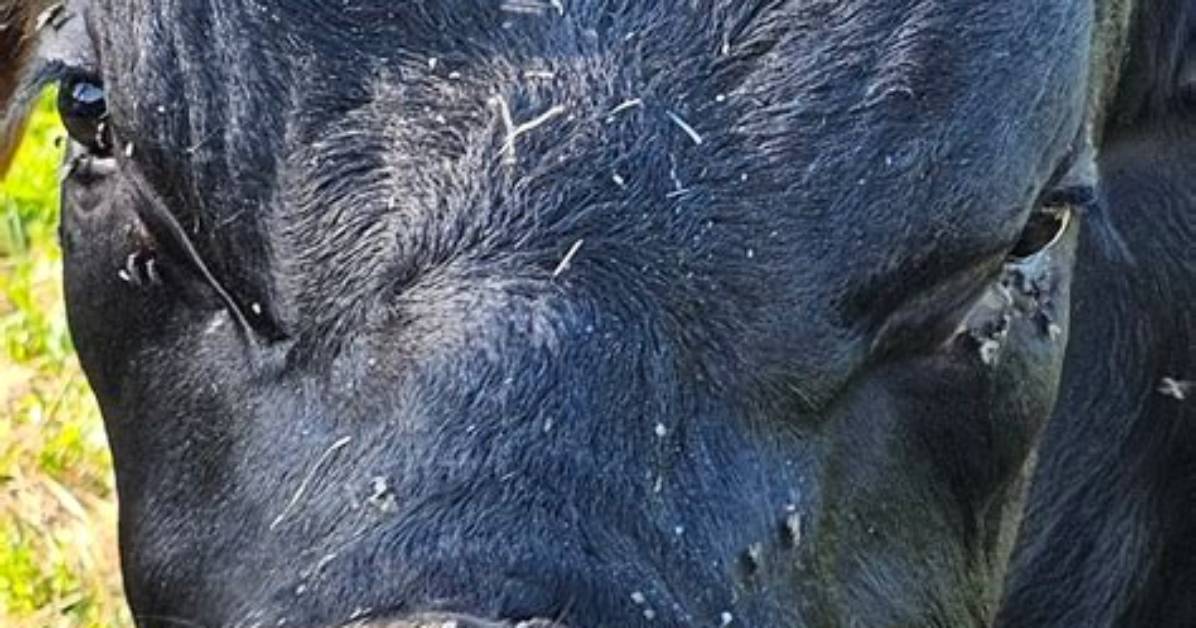 Do Cows Get Fly Strike?