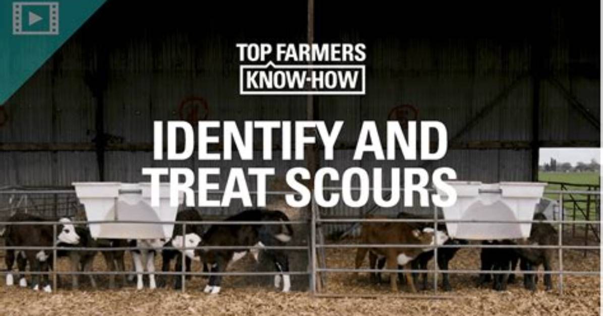 Do Cows Get Scours?