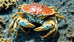 Do Crabs Have Shells?
