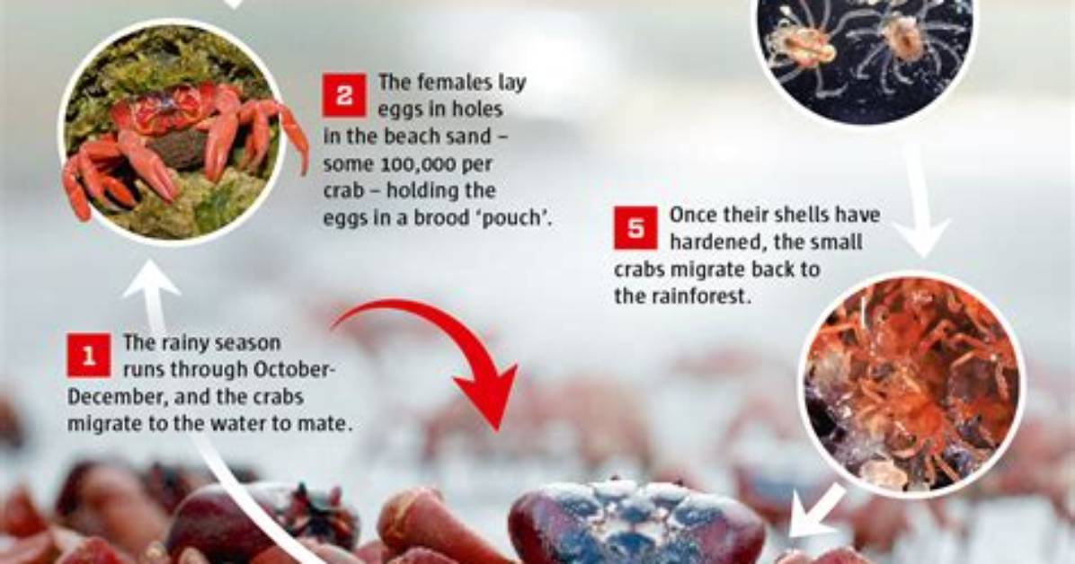 Do Crabs Lay Eggs