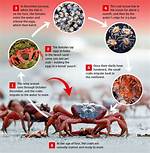Do Crabs Lay Eggs
