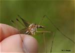 Do Crane Flies Bite?