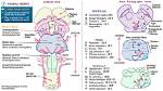 Do Cranial Nerves Cross?