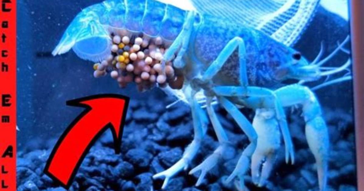 Do Crawdads Lay Eggs?