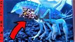 Do Crawdads Lay Eggs?