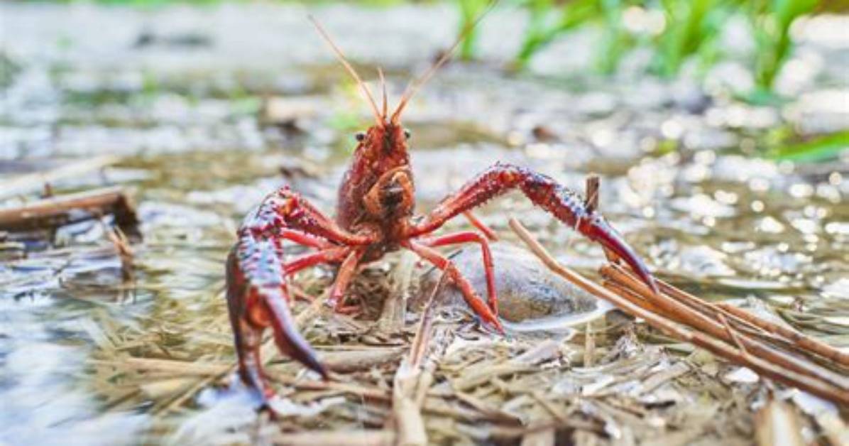 Do Crawdads Really Sing?