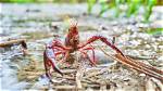 Do Crawdads Really Sing?