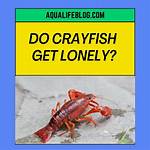 Do Crayfish Get Lonely?