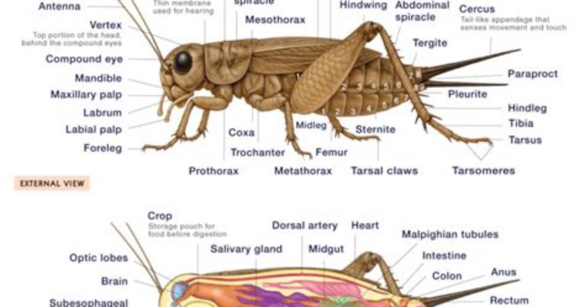 Do Crickets Have Teeth