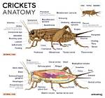 Do Crickets Have Teeth