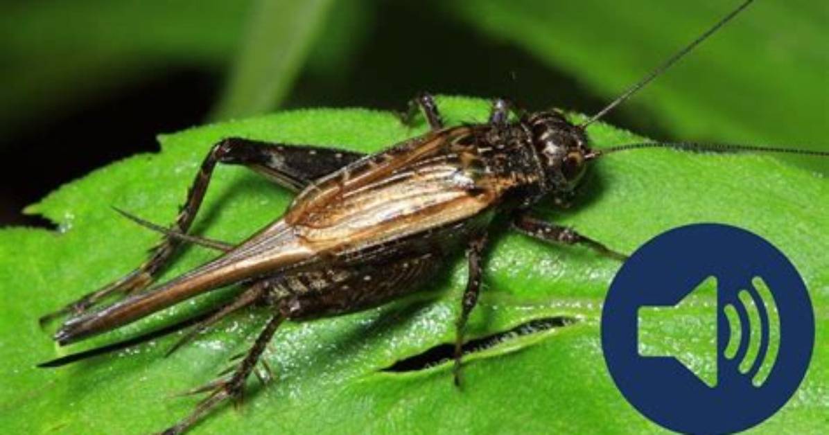 Do Crickets Make Noise?