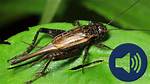 Do Crickets Make Noise?