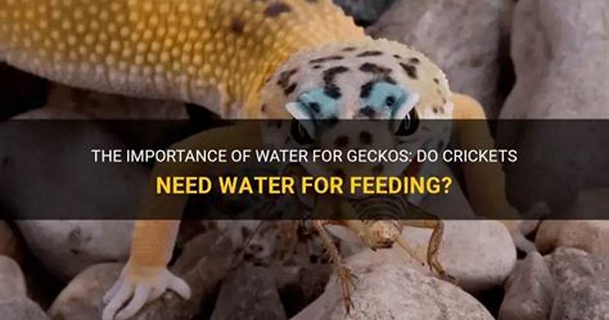Do Crickets Need Water?