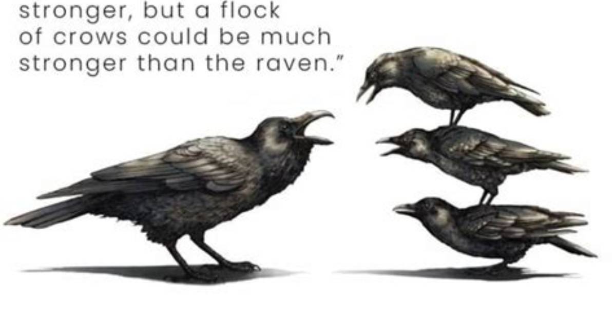 Do Crows Attack Ravens?