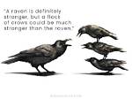 Do Crows Attack Ravens?