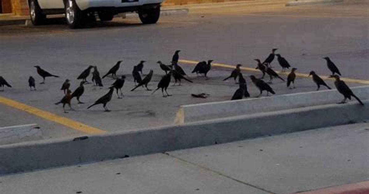 Do Crows Have Funerals?