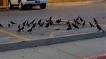 Do Crows Have Funerals?